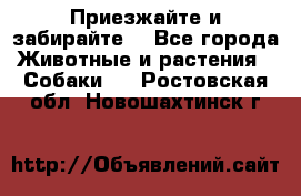 Приезжайте и забирайте. - Все города Животные и растения » Собаки   . Ростовская обл.,Новошахтинск г.